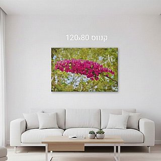 ���� ����� - 120X80